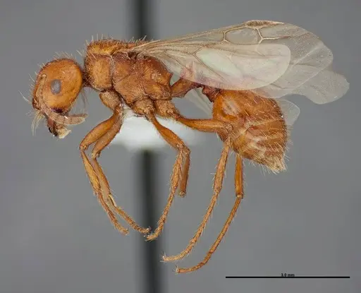 Pogonomyrmex anergismus specimen FMNHINS0000083123 image fmnhins0000083123_3
