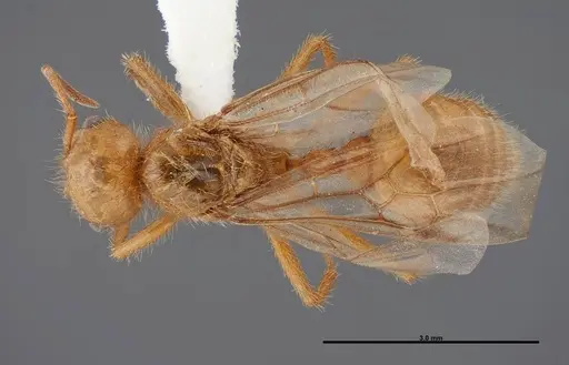 Pogonomyrmex anergismus specimen FMNHINS0000083124 image fmnhins0000083124_1