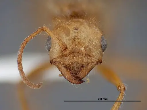 Pogonomyrmex anergismus specimen FMNHINS0000083124 image fmnhins0000083124_2