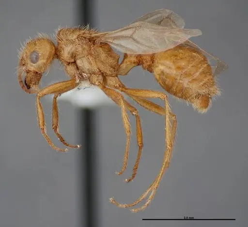 Pogonomyrmex anergismus specimen FMNHINS0000083124 image fmnhins0000083124_3