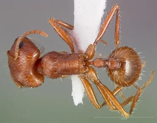 Pogonomyrmex anzensis specimen CASENT0005714 image casent0005714_1