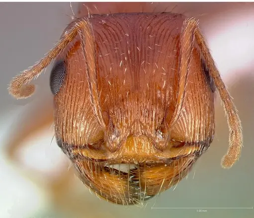 Pogonomyrmex anzensis specimen CASENT0005714 image casent0005714_2