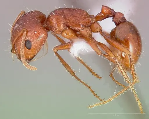 Pogonomyrmex anzensis specimen CASENT0005714 image casent0005714_3