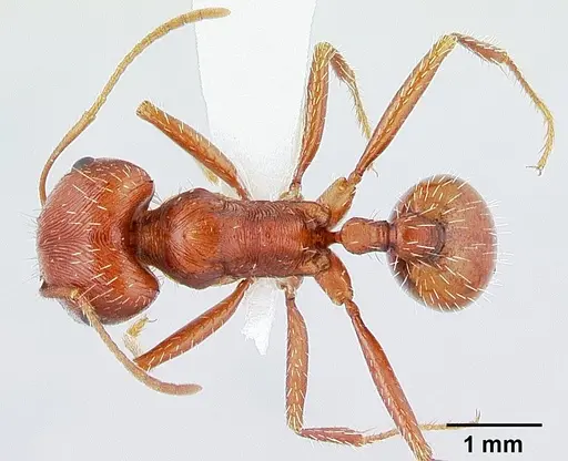 Pogonomyrmex anzensis specimen CASENT0179510 image casent0179510_1
