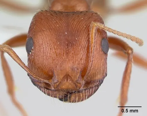 Pogonomyrmex anzensis specimen CASENT0179510 image casent0179510_2