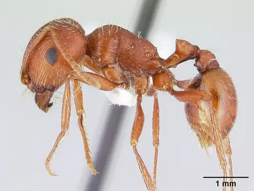 Pogonomyrmex anzensis specimen CASENT0179510 image casent0179510_3