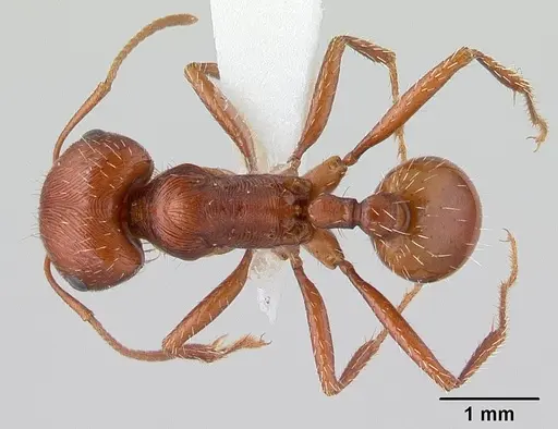 Pogonomyrmex anzensis specimen CASENT0179511 image casent0179511_1