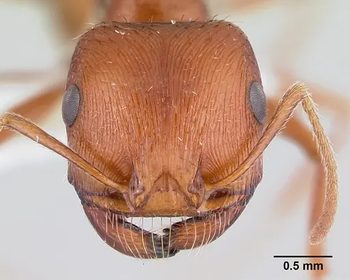 Pogonomyrmex anzensis specimen CASENT0179511 image casent0179511_2