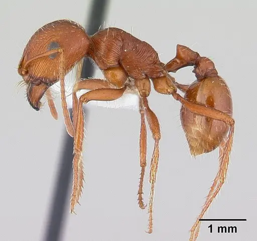 Pogonomyrmex anzensis specimen CASENT0179511 image casent0179511_3