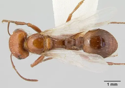 Pogonomyrmex anzensis specimen CASENT0179513 image casent0179513_1