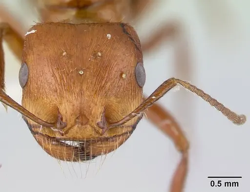 Pogonomyrmex anzensis specimen CASENT0179513 image casent0179513_2