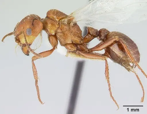 Pogonomyrmex anzensis specimen CASENT0179513 image casent0179513_3