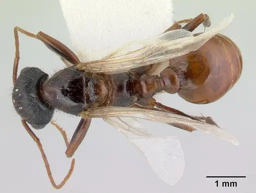 Pogonomyrmex anzensis specimen CASENT0179514 image casent0179514_1