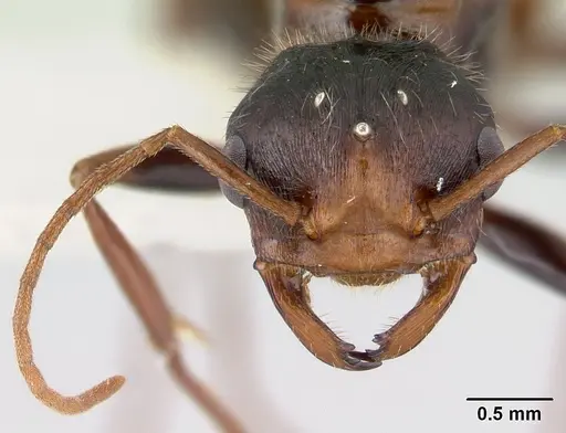 Pogonomyrmex anzensis specimen CASENT0179514 image casent0179514_2