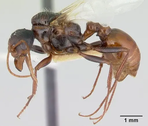 Pogonomyrmex anzensis specimen CASENT0179514 image casent0179514_3
