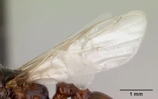 Pogonomyrmex anzensis specimen CASENT0179514 image casent0179514_4