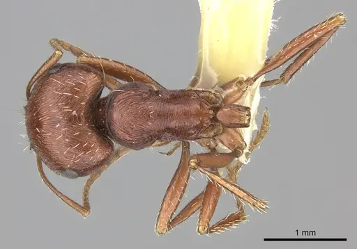 Pogonomyrmex anzensis specimen CASENT0217278 image casent0217278_1