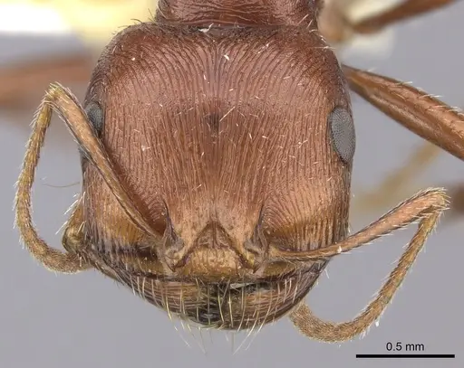 Pogonomyrmex anzensis specimen CASENT0217278 image casent0217278_2