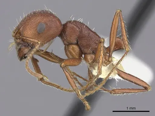 Pogonomyrmex anzensis specimen CASENT0217278 image casent0217278_4