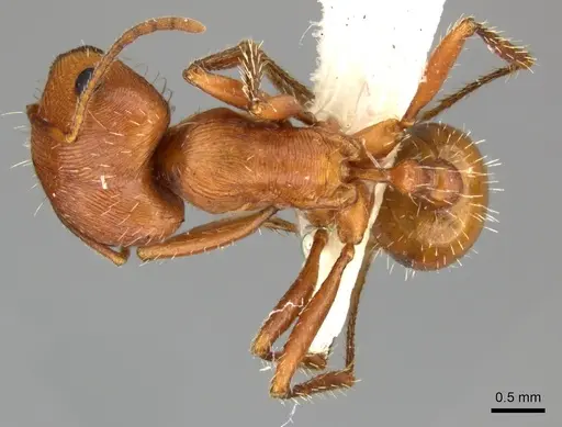 Pogonomyrmex anzensis specimen CASENT0235308 image casent0235308_1