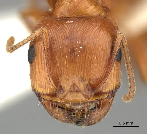 Pogonomyrmex anzensis specimen CASENT0235308 image casent0235308_2