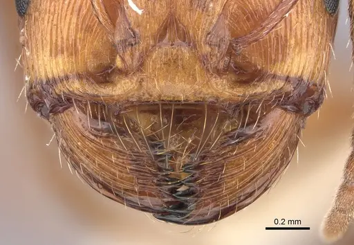 Pogonomyrmex anzensis specimen CASENT0235308 image casent0235308_3
