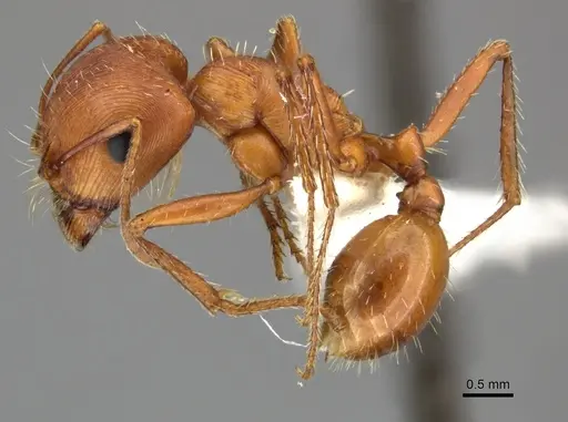 Pogonomyrmex anzensis specimen CASENT0235308 image casent0235308_4