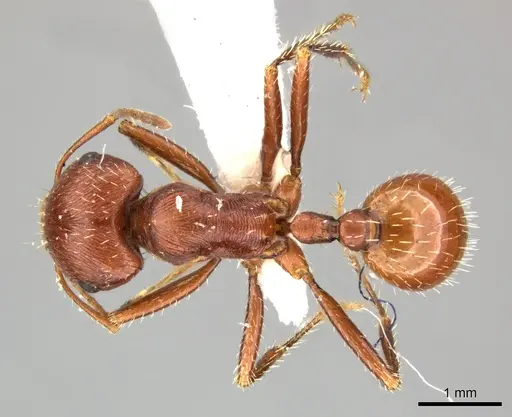 Pogonomyrmex anzensis specimen CASENT0235309 image casent0235309_1