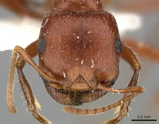 Pogonomyrmex anzensis specimen CASENT0235309 image casent0235309_2
