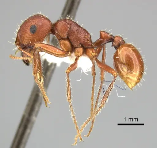 Pogonomyrmex anzensis specimen CASENT0235309 image casent0235309_3