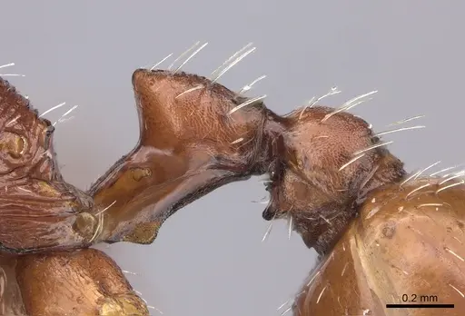 Pogonomyrmex anzensis specimen CASENT0235309 image casent0235309_4