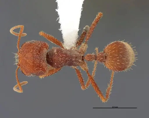 Pogonomyrmex anzensis specimen FMNHINS0000083122 image fmnhins0000083122_1