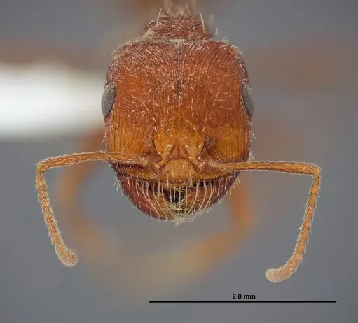 Pogonomyrmex anzensis specimen FMNHINS0000083122 image fmnhins0000083122_2