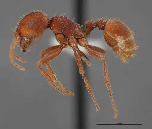 Pogonomyrmex anzensis specimen FMNHINS0000083122 image fmnhins0000083122_3