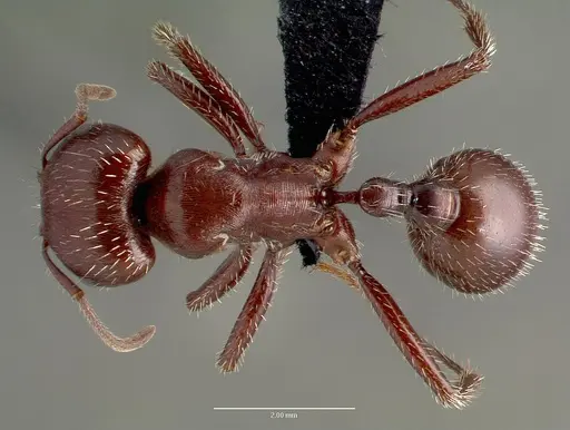 Pogonomyrmex apache specimen CASENT0006284 image casent0006284_1