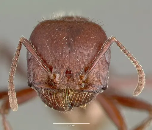 Pogonomyrmex apache specimen CASENT0006284 image casent0006284_2