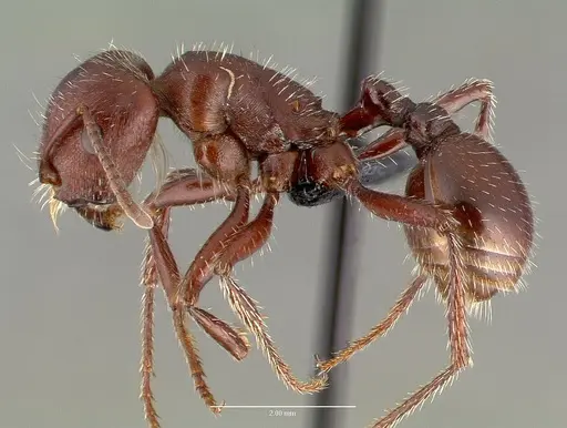 Pogonomyrmex apache specimen CASENT0006284 image casent0006284_3
