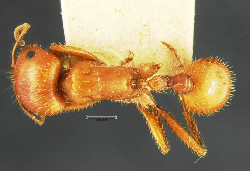 Pogonomyrmex apache specimen CASENT0105653 image casent0105653_1