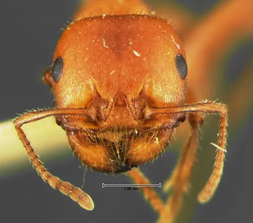 Pogonomyrmex apache specimen CASENT0105653 image casent0105653_2