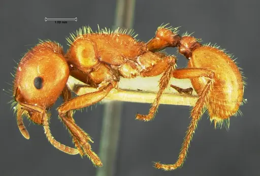 Pogonomyrmex apache specimen CASENT0105653 image casent0105653_3