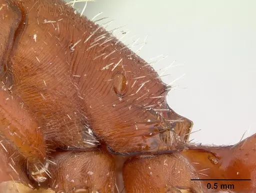 Pogonomyrmex apache specimen CASENT0178910 image casent0178910_1