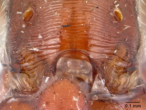 Pogonomyrmex apache specimen CASENT0178911 image casent0178911_1