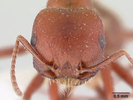 Pogonomyrmex apache specimen CASENT0178911 image casent0178911_2