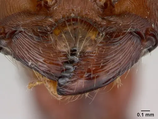 Pogonomyrmex apache specimen CASENT0178911 image casent0178911_3