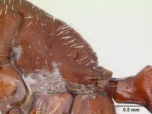Pogonomyrmex apache specimen CASENT0178911 image casent0178911_4