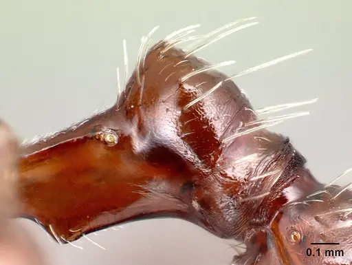 Pogonomyrmex apache specimen CASENT0217275 image casent0217275_1