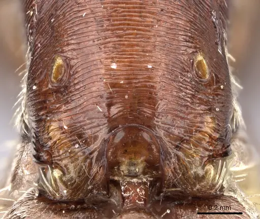 Pogonomyrmex apache specimen CASENT0217276 image casent0217276_1