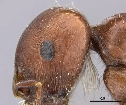 Pogonomyrmex apache specimen CASENT0217276 image casent0217276_2