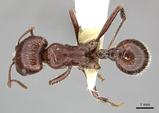 Pogonomyrmex apache specimen CASENT0235313 image casent0235313_1