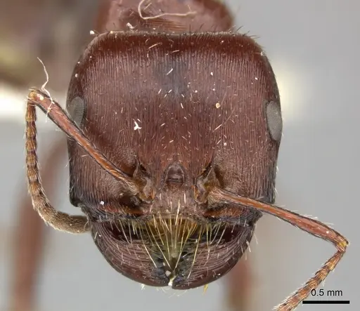 Pogonomyrmex apache specimen CASENT0235313 image casent0235313_2